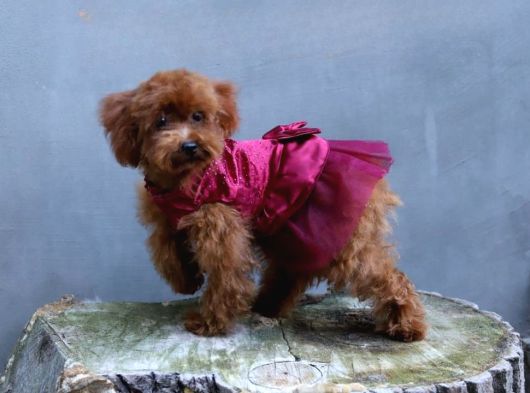 Her Boy Her Renk Anne Baba Görerek Malti̇poo Yavrular görsel