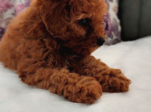İnani̇lmaz Kali̇te Anne Baba Görerek Toy Poodle Yavrular görsel