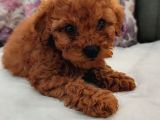 İnani̇lmaz Kali̇te Anne Baba Görerek Toy Poodle Yavrular