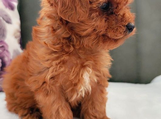 İnani̇lmaz Kali̇te Anne Baba Görerek Toy Poodle Yavrular görsel