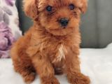 İnani̇lmaz Kali̇te Anne Baba Görerek Toy Poodle Yavrular
