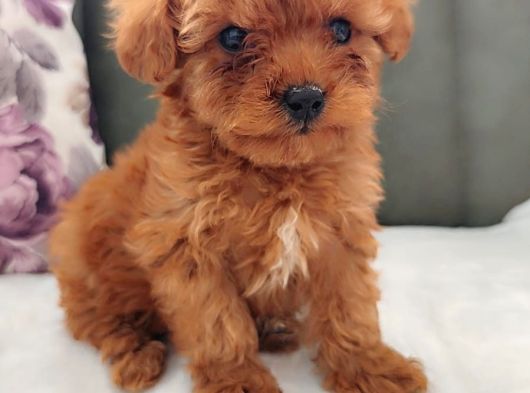 İnani̇lmaz Kali̇te Anne Baba Görerek Toy Poodle Yavrular görsel