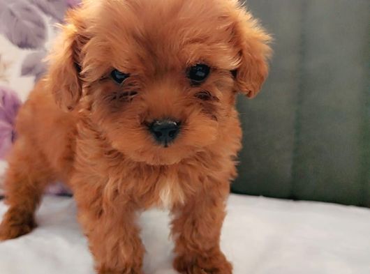 İnani̇lmaz Kali̇te Anne Baba Görerek Toy Poodle Yavrular görsel