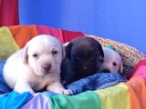Krem Ve Çi̇kolata A Kali̇te Labrador Yavrular