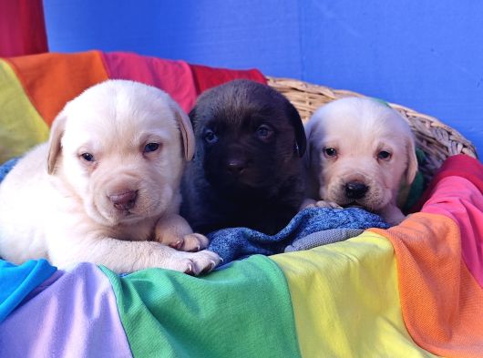Krem Ve Çi̇kolata A Kali̇te Labrador Yavrular görsel
