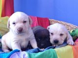 Krem Ve Çi̇kolata A Kali̇te Labrador Yavrular