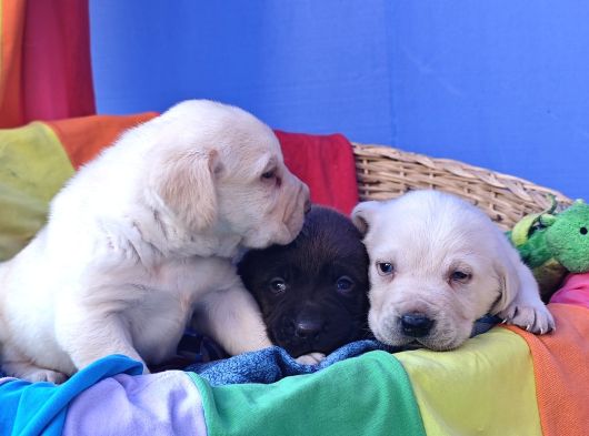 Krem Ve Çi̇kolata A Kali̇te Labrador Yavrular görsel