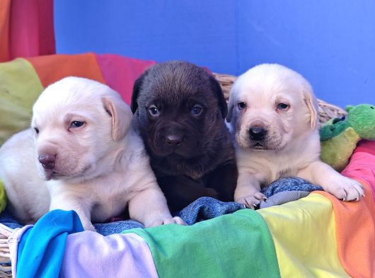Krem Ve Çi̇kolata A Kali̇te Labrador Yavrular