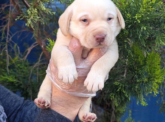 Krem Ve Çi̇kolata A Kali̇te Labrador Yavrular görsel