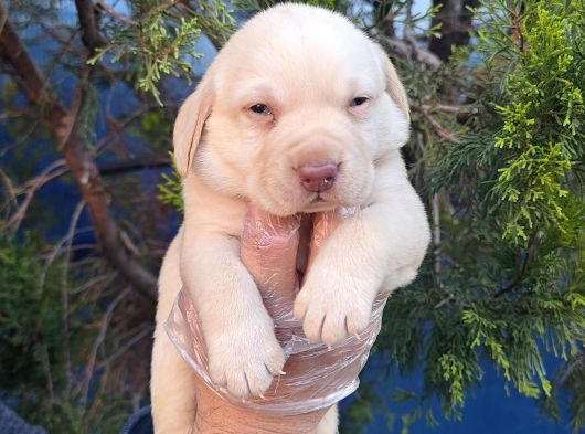 Krem Ve Çi̇kolata A Kali̇te Labrador Yavrular görsel