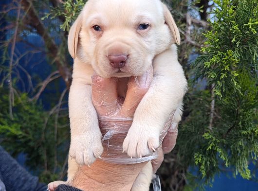 Krem Ve Çi̇kolata A Kali̇te Labrador Yavrular görsel