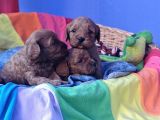 Anne Baba Gerçek Cavapoo Yavrularimiz