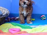 Her Boy Her Renk Anne Baba Görerek Malti̇poo Yavrular
