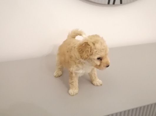 Malti̇po Yavrumuz Tesli̇me Hazir görsel