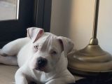Erkek 2 Aylık albino mavi gözlü