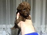 Redbrow Toy Poodle