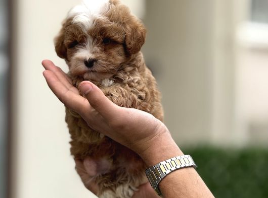 Maltipoo Yavruları görsel