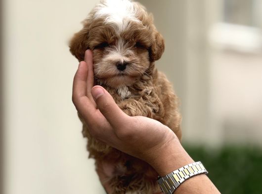 Maltipoo yavruları