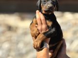 A Kalite Doberman Yavruları