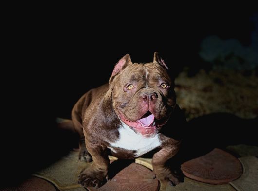 Mirco Exotic Bully görsel