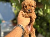 Toy Poodle Yavrularimiz