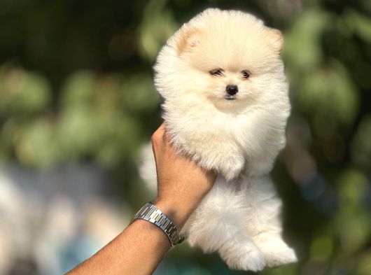 Orji̇nal Boo Yavrulari görsel