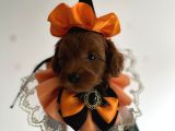 Teacup Poodle Yavrular