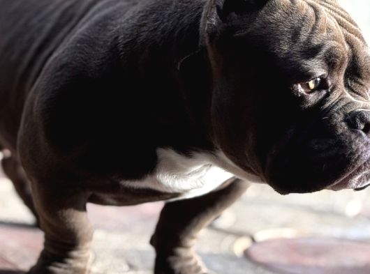 Mirco Exotic Bully görsel