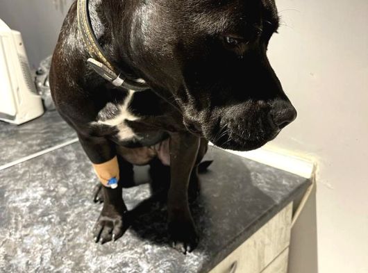 Ücretsiz 5 Yaşında Çok Şeker Bir Amstaff Kısır Ve Tuvalet Eğitimi Var görsel