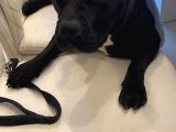 Ücretsiz 5 Yaşında Çok Şeker Bir Amstaff Kısır Ve Tuvalet Eğitimi Var