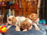 Cavalier Bebeklerimiz Için Acele Edin