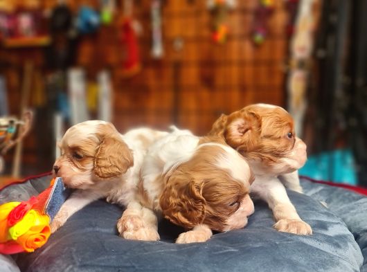 Cavalier Bebeklerimiz Için Acele Edin görsel
