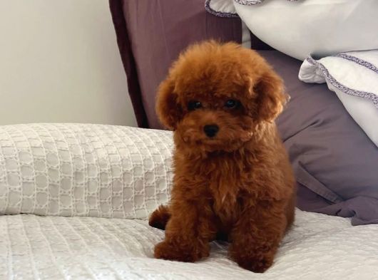 Toy Poodle Bebekler görsel