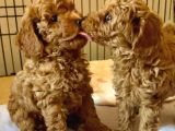 Veteri̇ner Kontrollü Poodle Bebekler