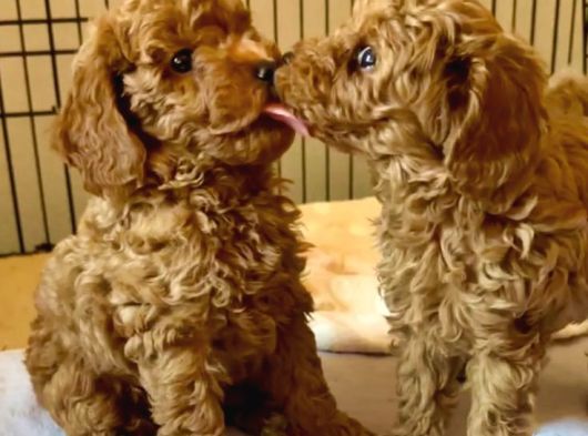 Veteri̇ner Kontrollü Poodle Bebekler görsel