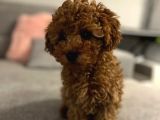 Canli Görüp Alabi̇leceği̇ni̇z Poodle Bebekler