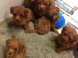 HER ŞEYİ İLE GARANTİLİ POODLE BEBİŞLER
