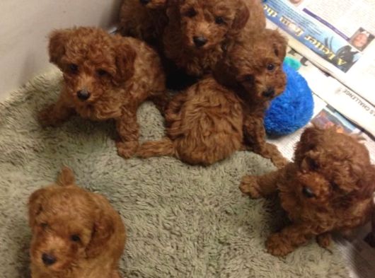HER ŞEYİ İLE GARANTİLİ POODLE BEBİŞLER
