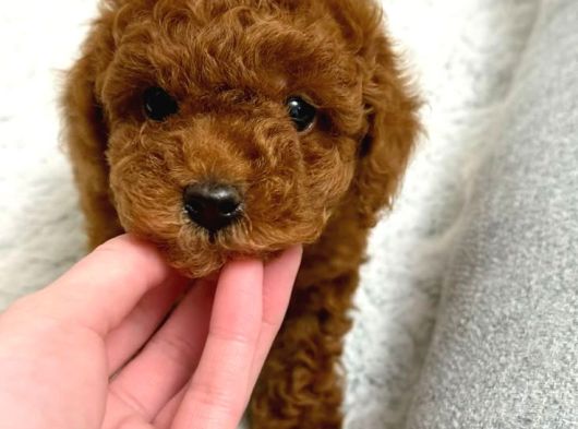 Mükemmel Güzelli̇kte Toy Poodle Bebekler görsel
