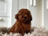 MÜKEMMEL GÜZELLİKTE TOY POODLE BEBEKLER