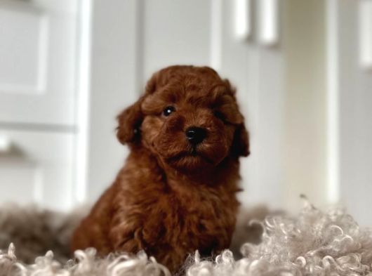 Mükemmel Güzelli̇kte Toy Poodle Bebekler