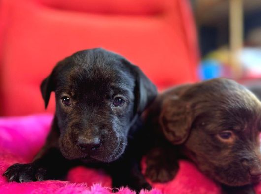 Labrador Bebeklerimiz Için Acele Edin görsel