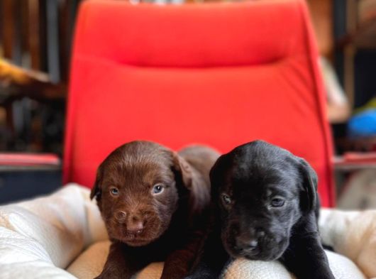 Labrador Bebeklerimiz Için Acele Edin görsel