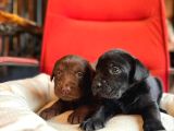 Labrador Bebeklerimiz Için Acele Edin