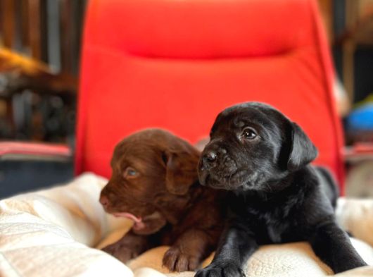 Labrador Bebeklerimiz Için Acele Edin görsel