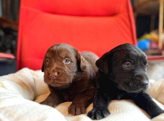 Labrador Bebeklerimiz Için Acele Edin görsel