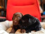 Labrador Bebeklerimiz Için Acele Edin