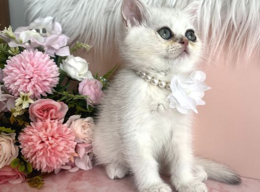 British Shorthair Silver görsel