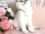 British Shorthair Silver