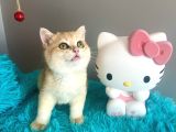 British Shorthair Golden Yavrular